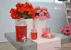 Again their Begonia Maca Red / Rouge.